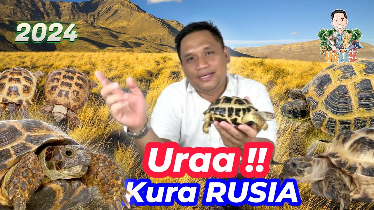 Russian tortoise (Testudo horsfieldii)  Kura mungil kuat [2024]