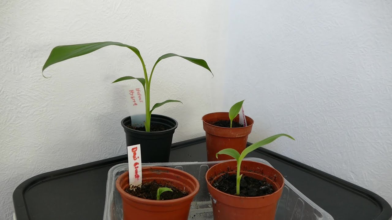 Growing Hardy Banana Plants From Seed (2022)