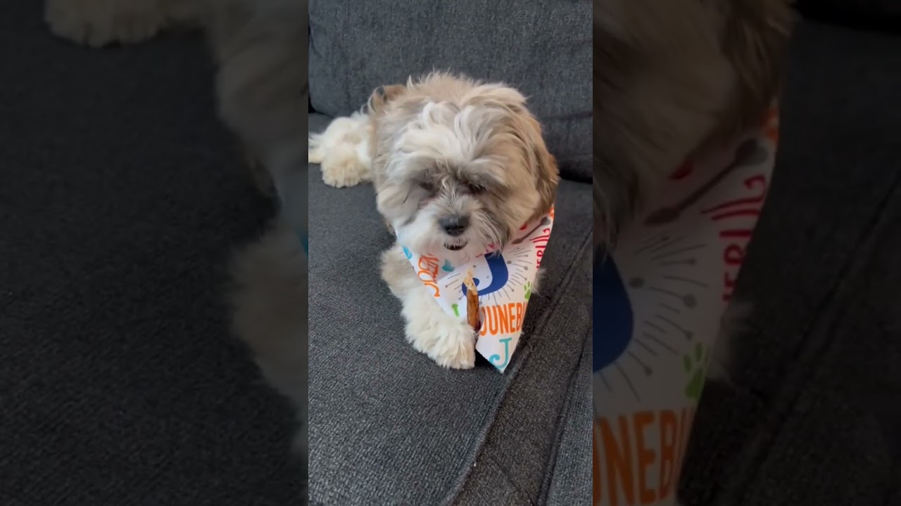 Watch This CUTE malshi PUPPY&rsquo;s🐶ADORABLE Reaction With A Chew Stick!😜☺️#malshi #shitzu #shorts #dog