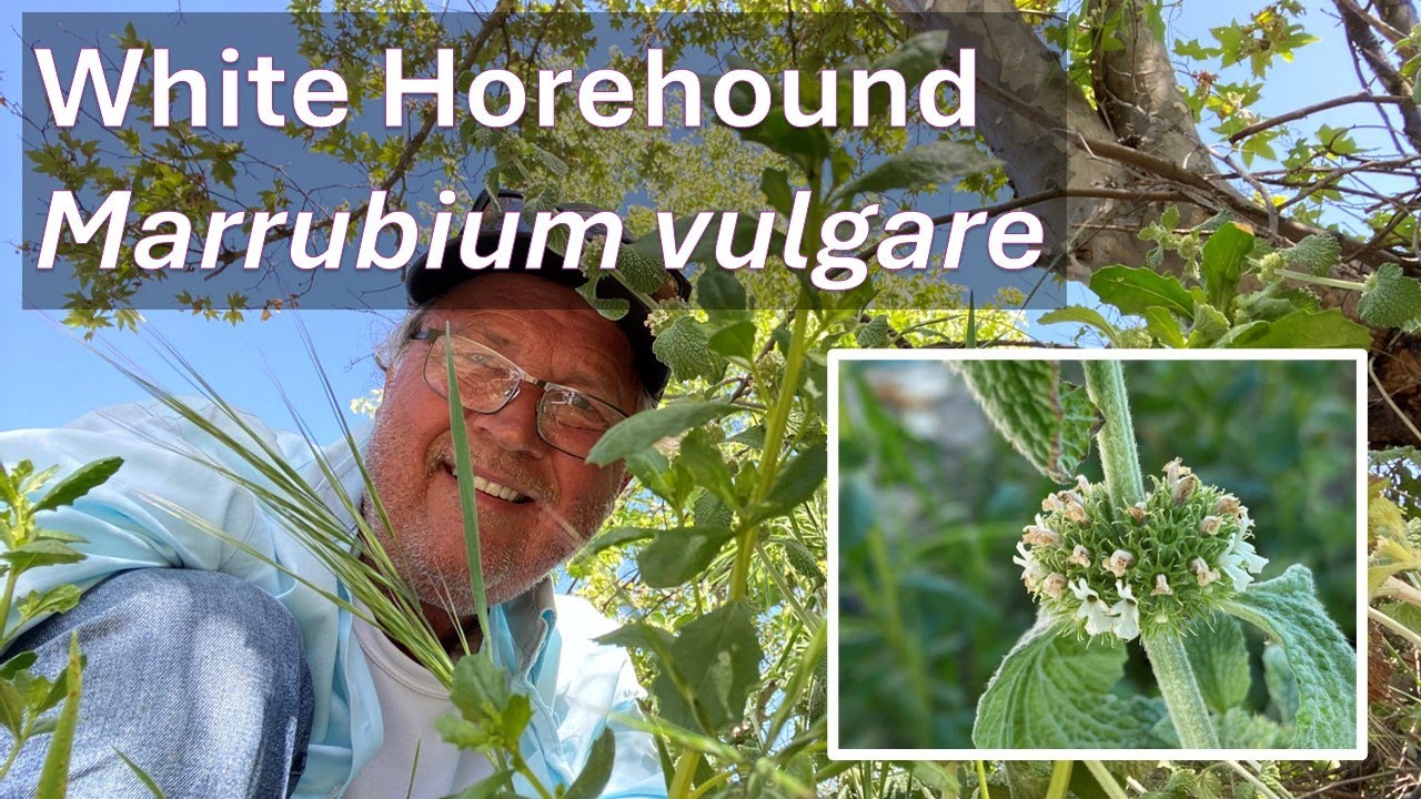 WHITE HOREHOUND HERB in Coto de Caza, Marrubium vulgare