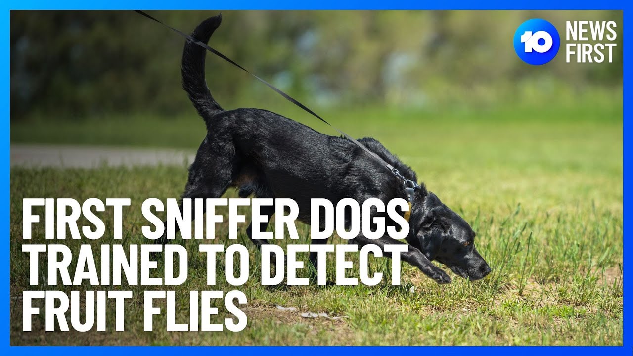 First Sniffer Dogs Trained To Detect Fruit Flies | 10 News First