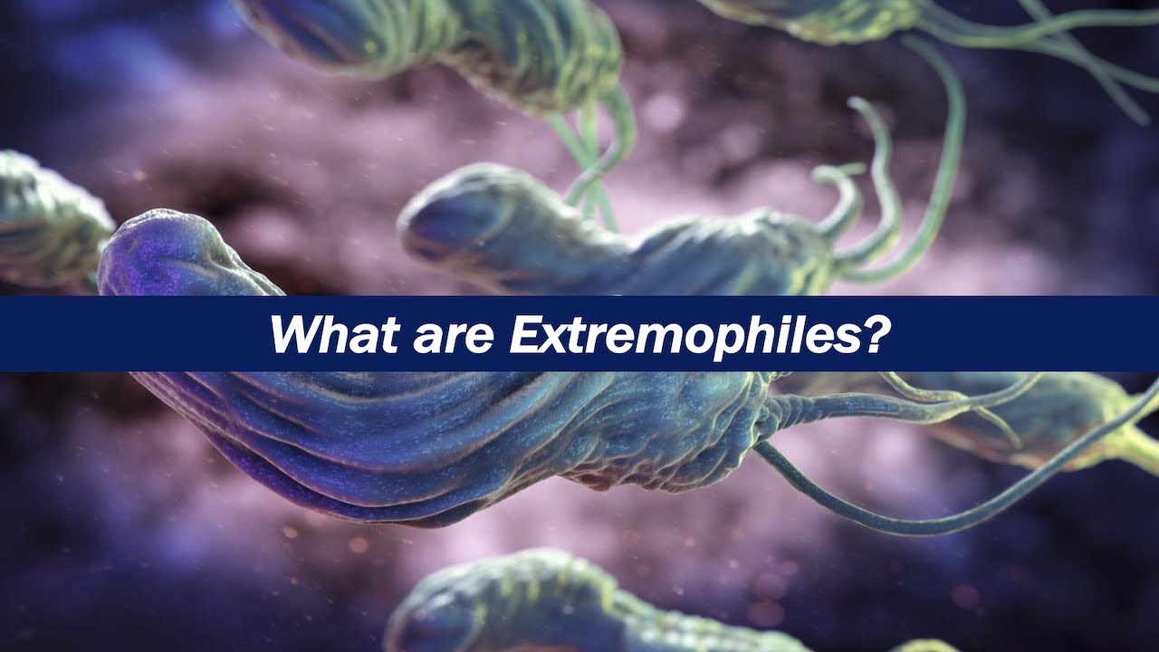 What are Extremophiles?