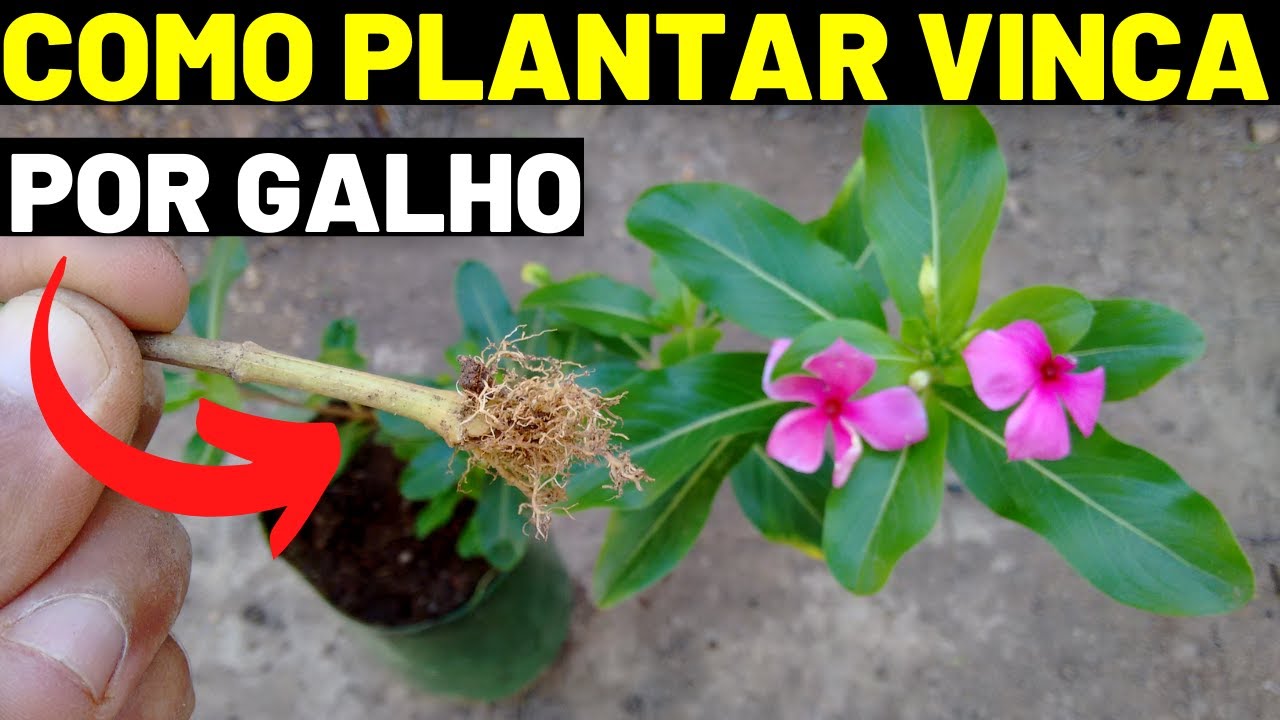 Planta boa noite (vinca) Como plantar e fazer mudas