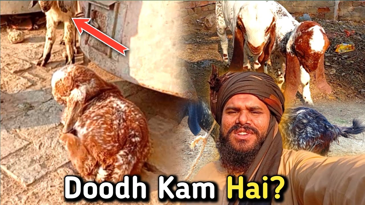 Gaon Ki Zindagi | Bکری اور بچے کمزور، دودھ کم | Real Village Life Pakistan