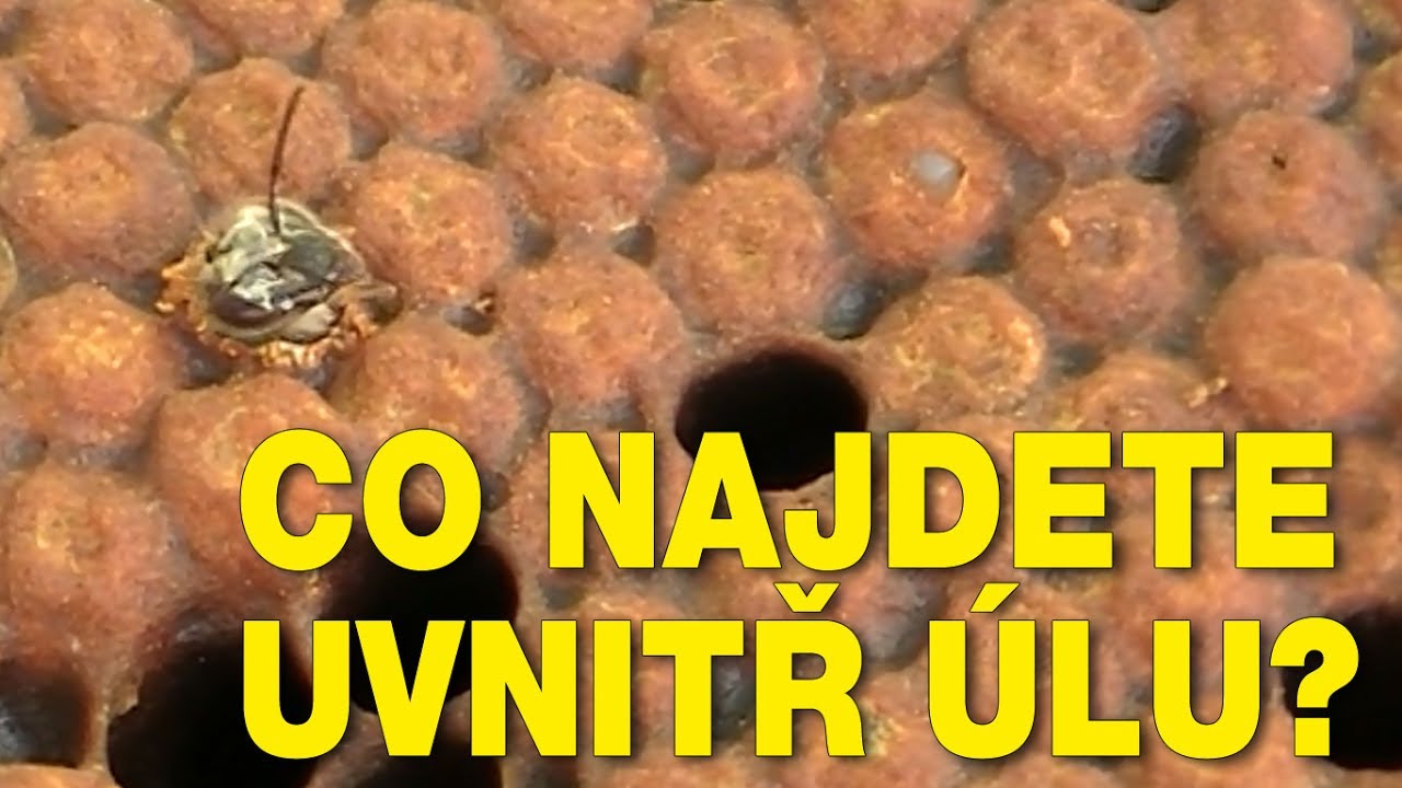 Co najdete uvnitř úlu?