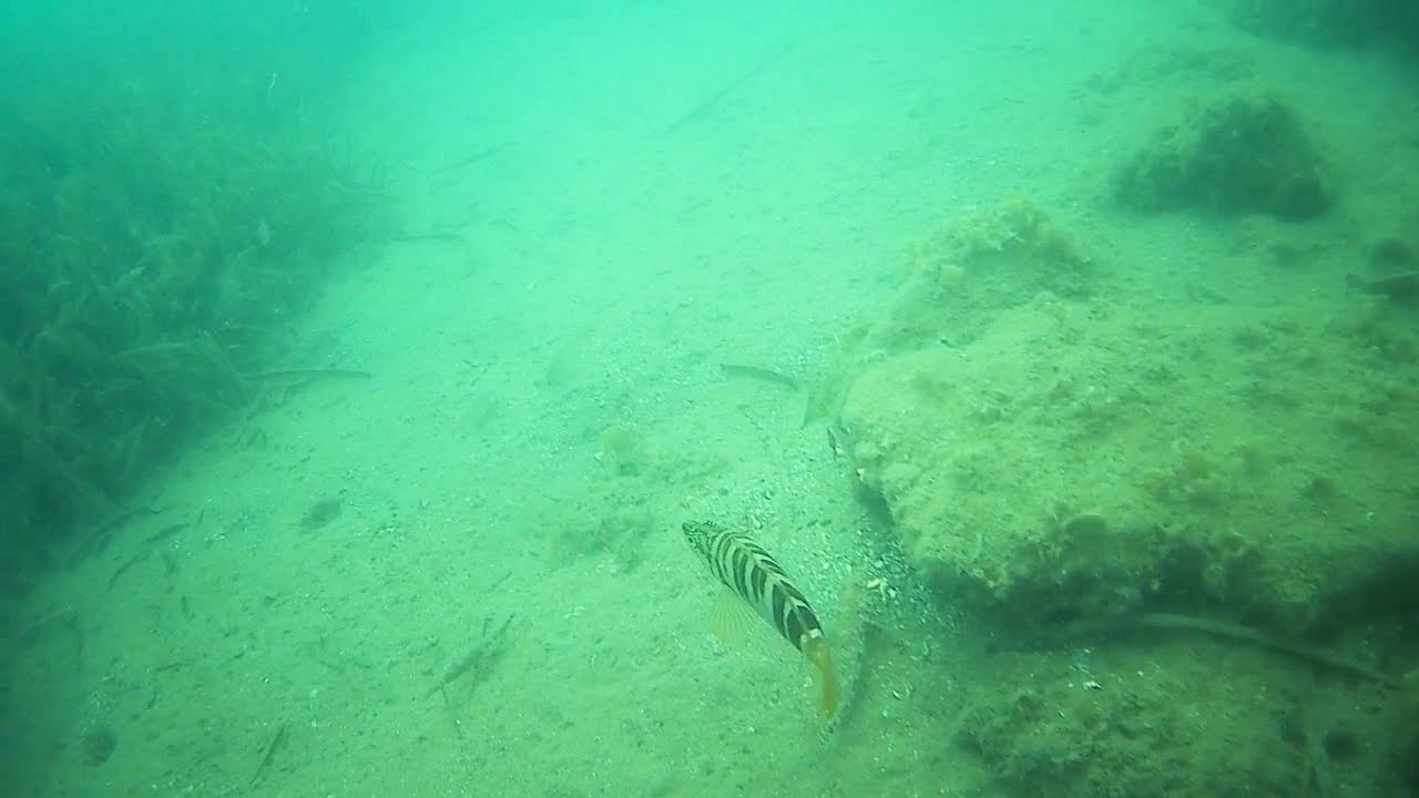 Meraklı Yazılı Hani Balığı 🐠