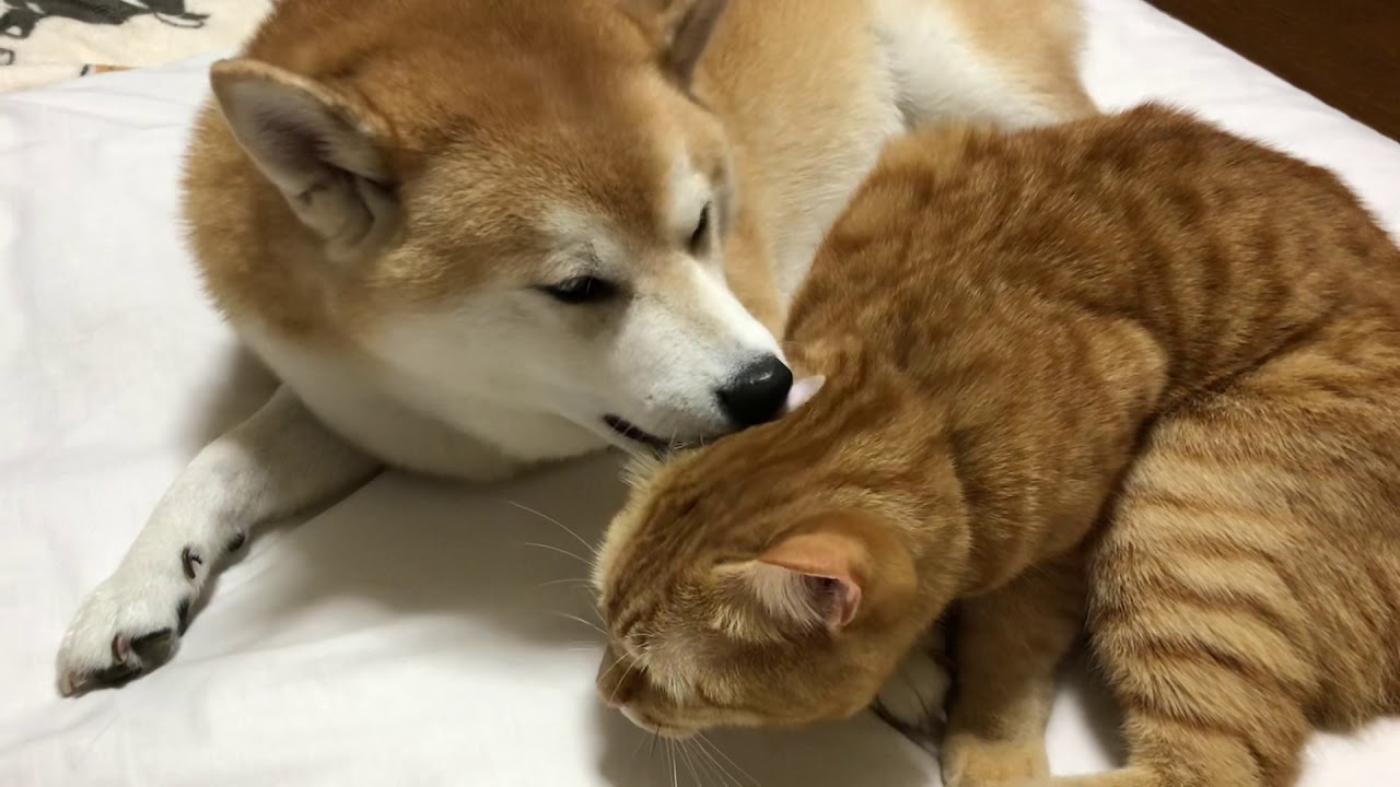 柴犬の兄に甘えまくる茶トラの弟＜甘えん坊祭り＞【岳パラダイス】