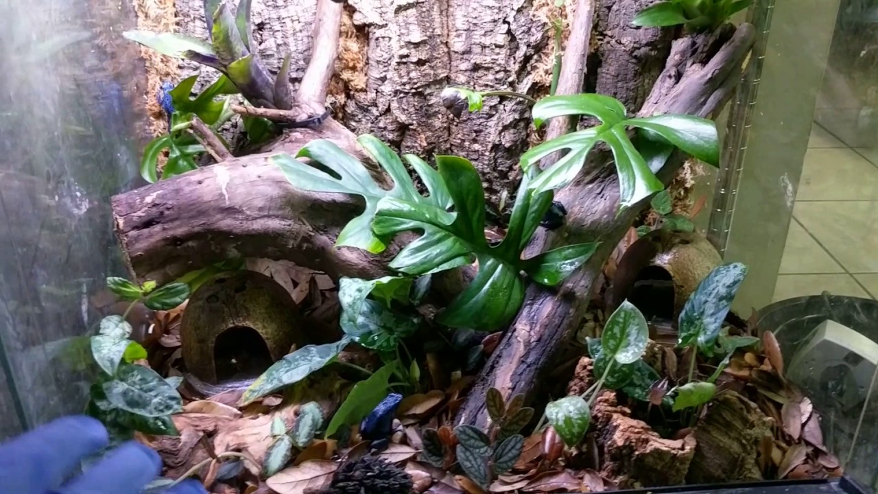 Transferring my Dendrobates Azureus (Poison Dart Frogs) to a new planted vivarium!!
