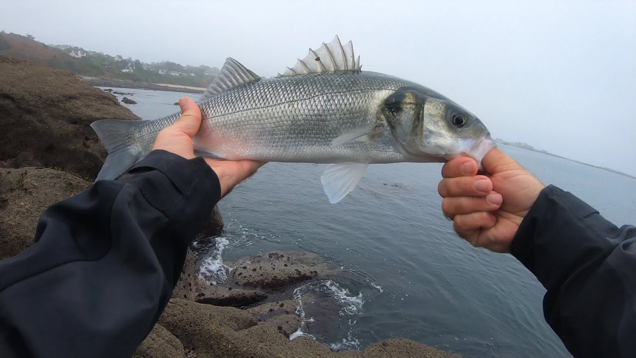Pêche du bord à la crevette 🦐 Des bars mais pas que !