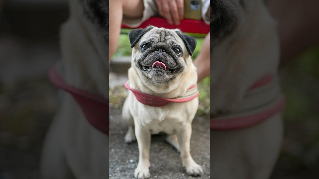 Lola😍❤️,#caniditorino #roma #carlino #pug
