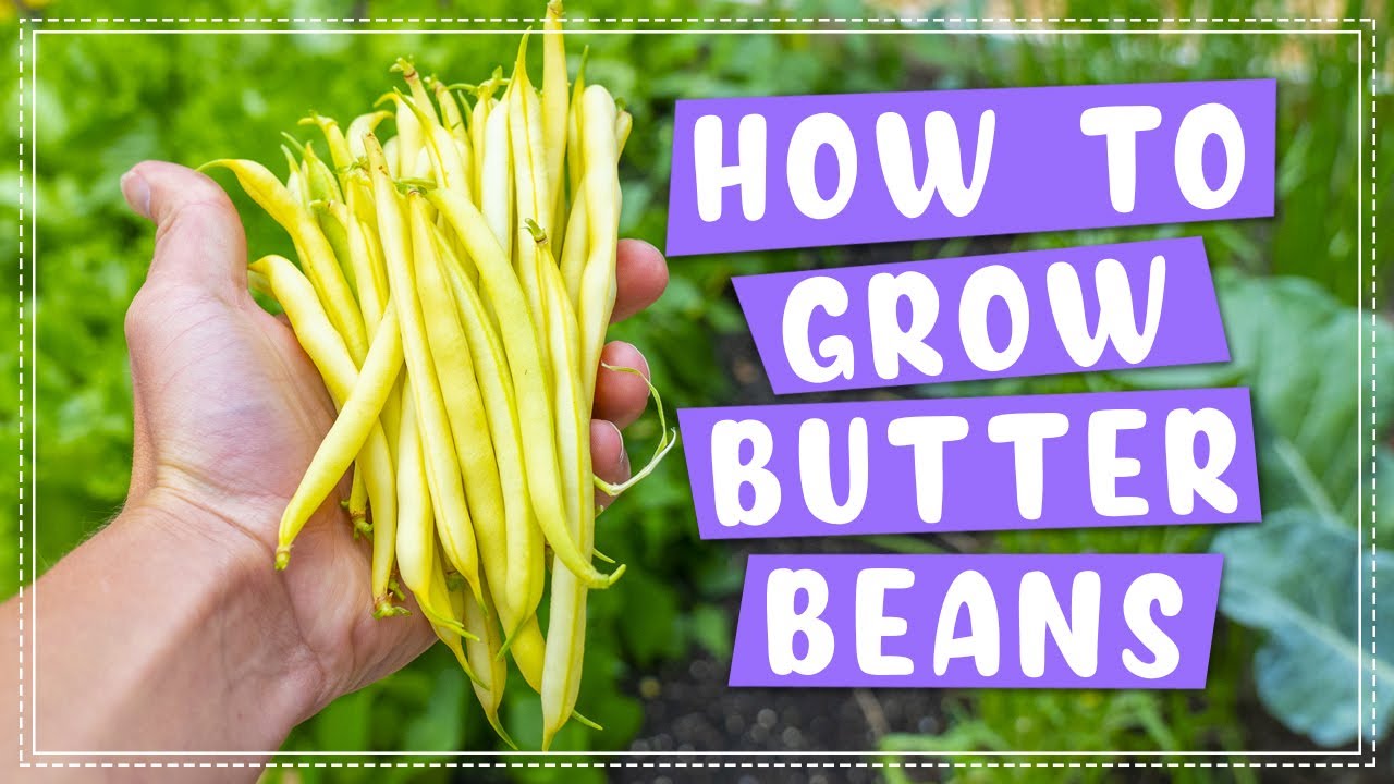 How To Plant and Grow Butter (Wax) Bean | Edible Gardening