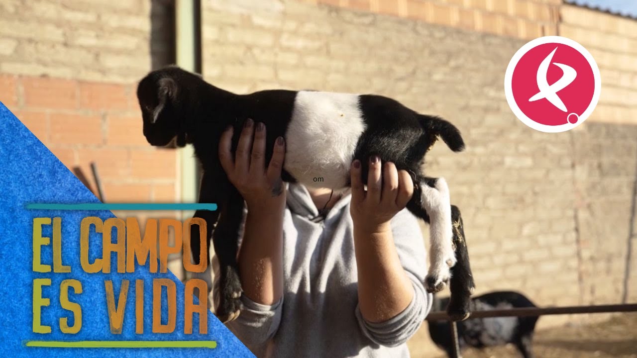 Chabeli enseña un chivo un tanto peculiar | El campo es vida