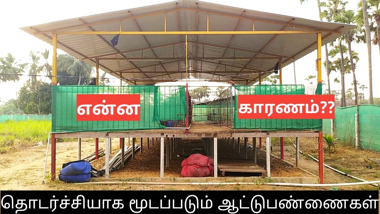 மூடப்படும் ஆட்டுப்பண்ணைகள்!  காரணம் என்ன?? | Reason for losses in the Goat farms?