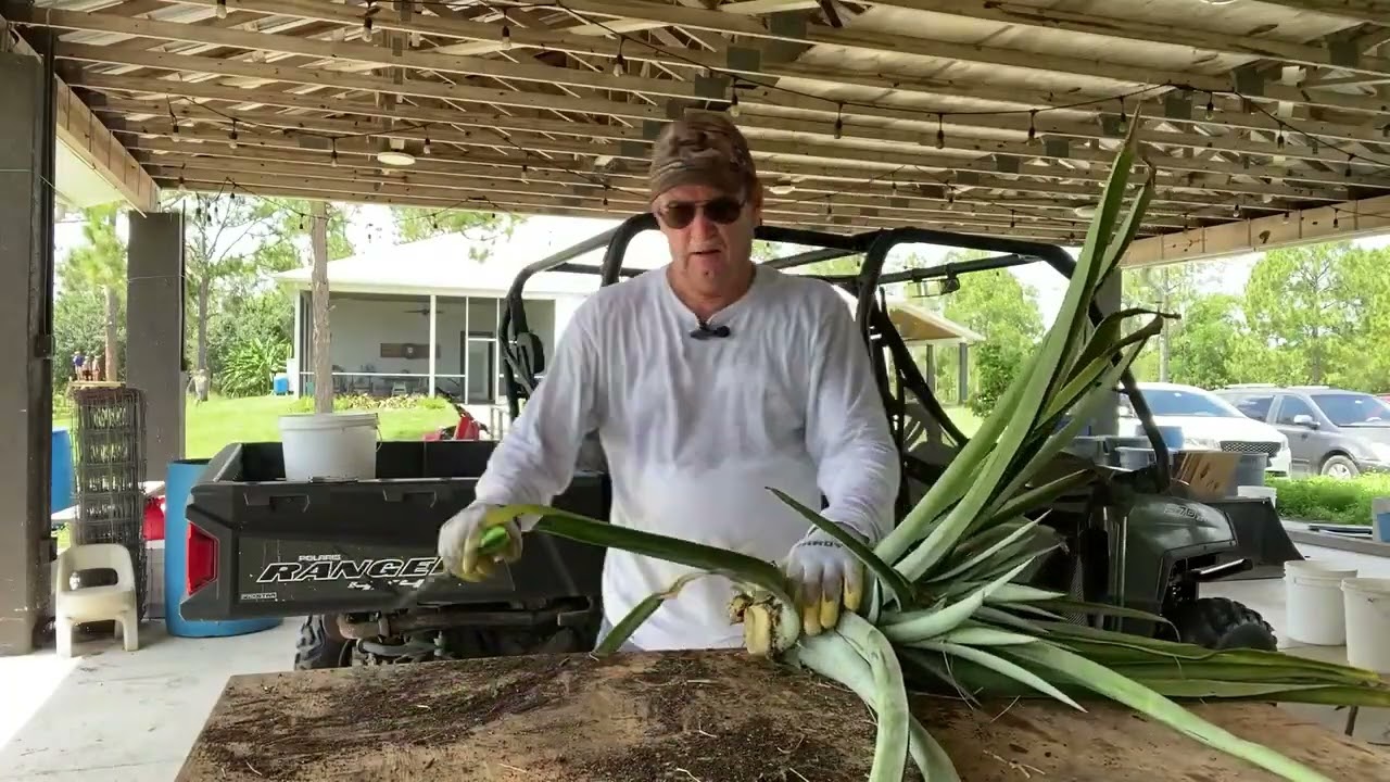 Multiplying a pineapple plant, so I can grow more! 