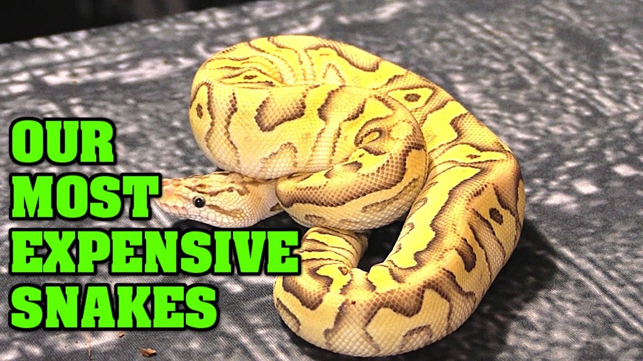 What are our MOST EXPENSIVE SNAKES???  Are we selling them?  Did we breed or buy them??