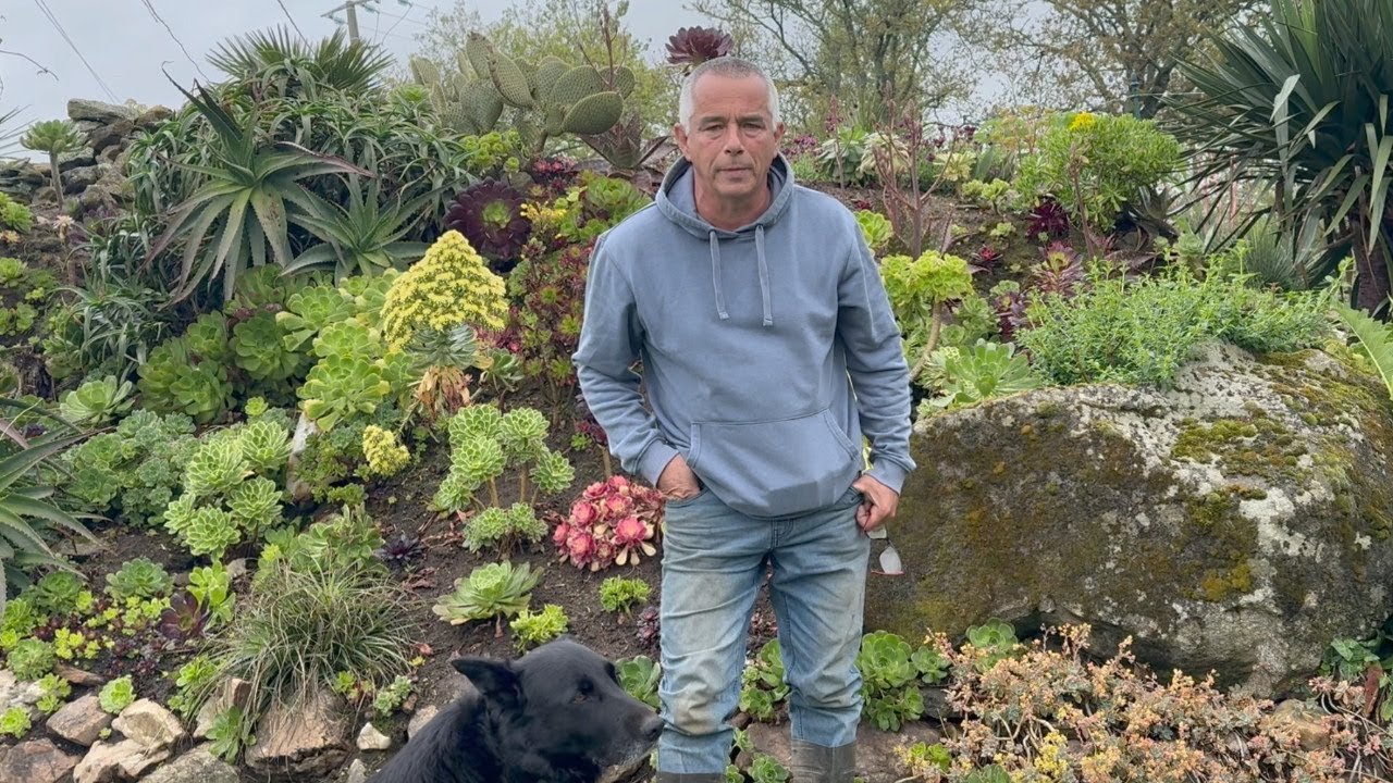Présentation des nouvelles variétés d'Aeonium
