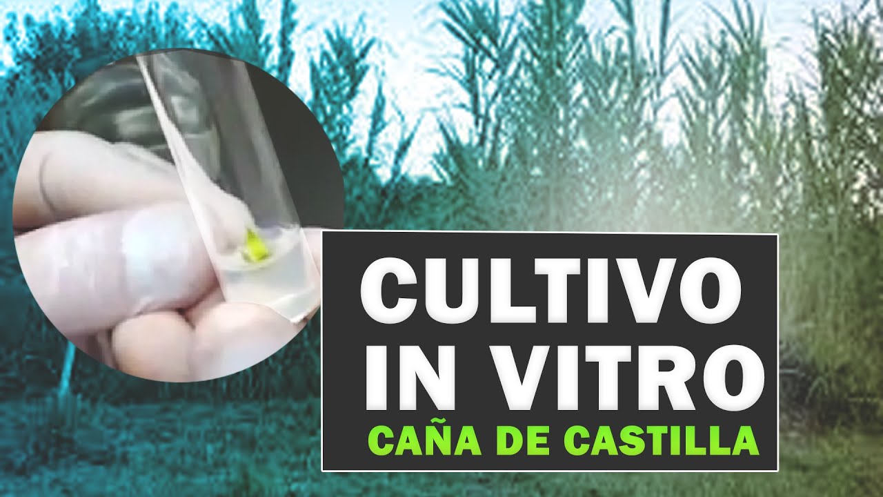 Cultivo in vitro de Caña de Castilla (Arundo donax) para utilizarla como biocombustible