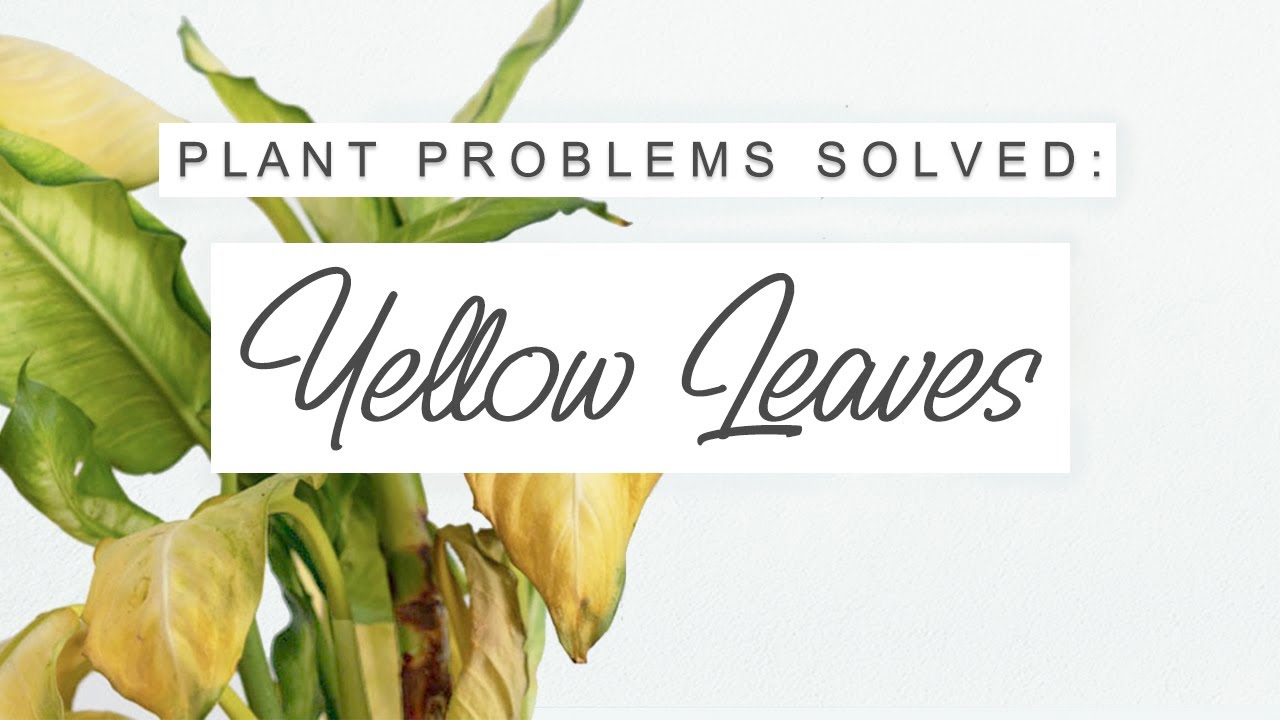 Yellow Leaves On Houseplants - Why This Happens + HOW TO FIX IT! 🌿 Leaf Yellowing Treatment