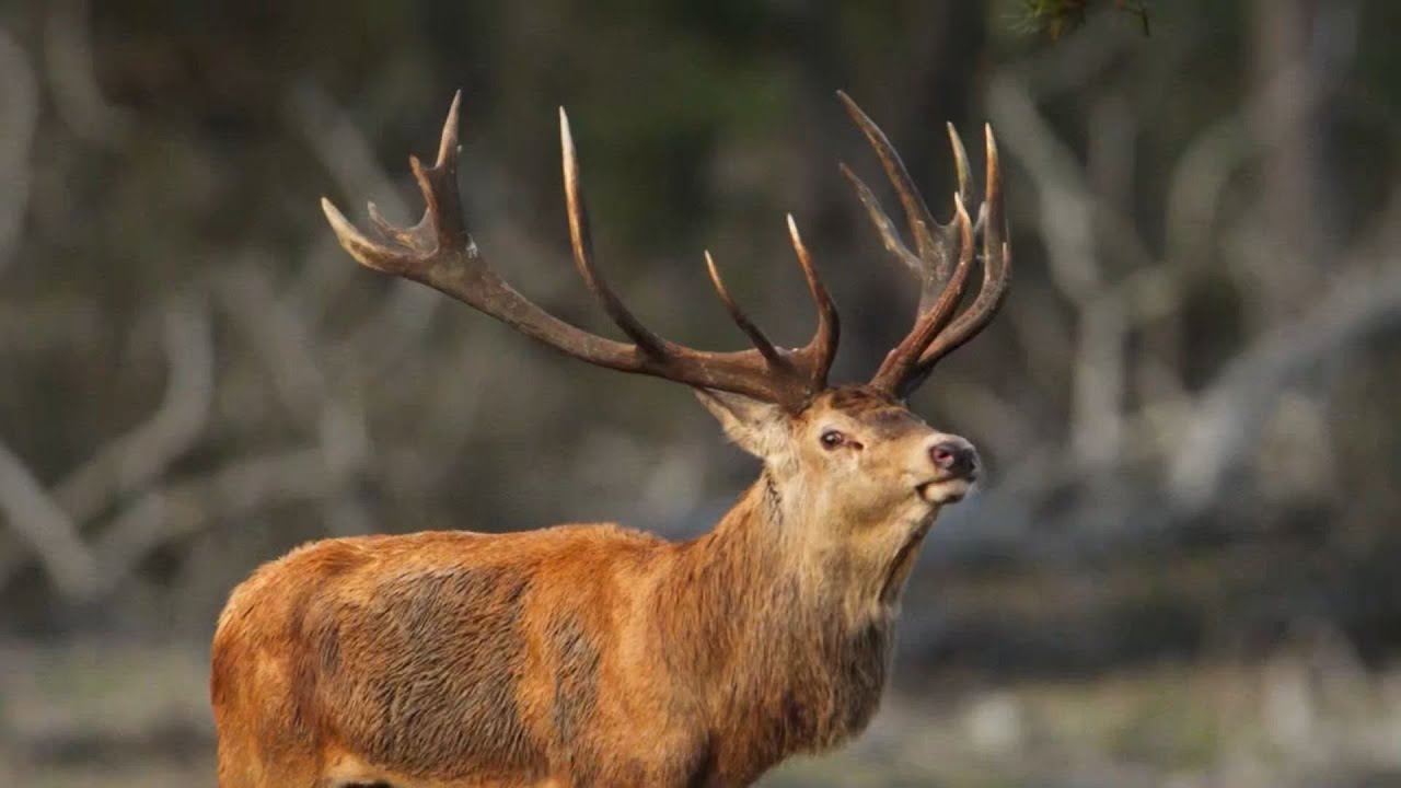 Red Deer 20.01.2026  Saaremaa hirved