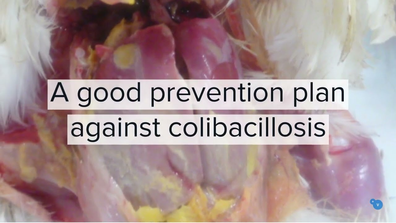 In one minute: Prevention of colibacillosis, establishing a healthy gut flora