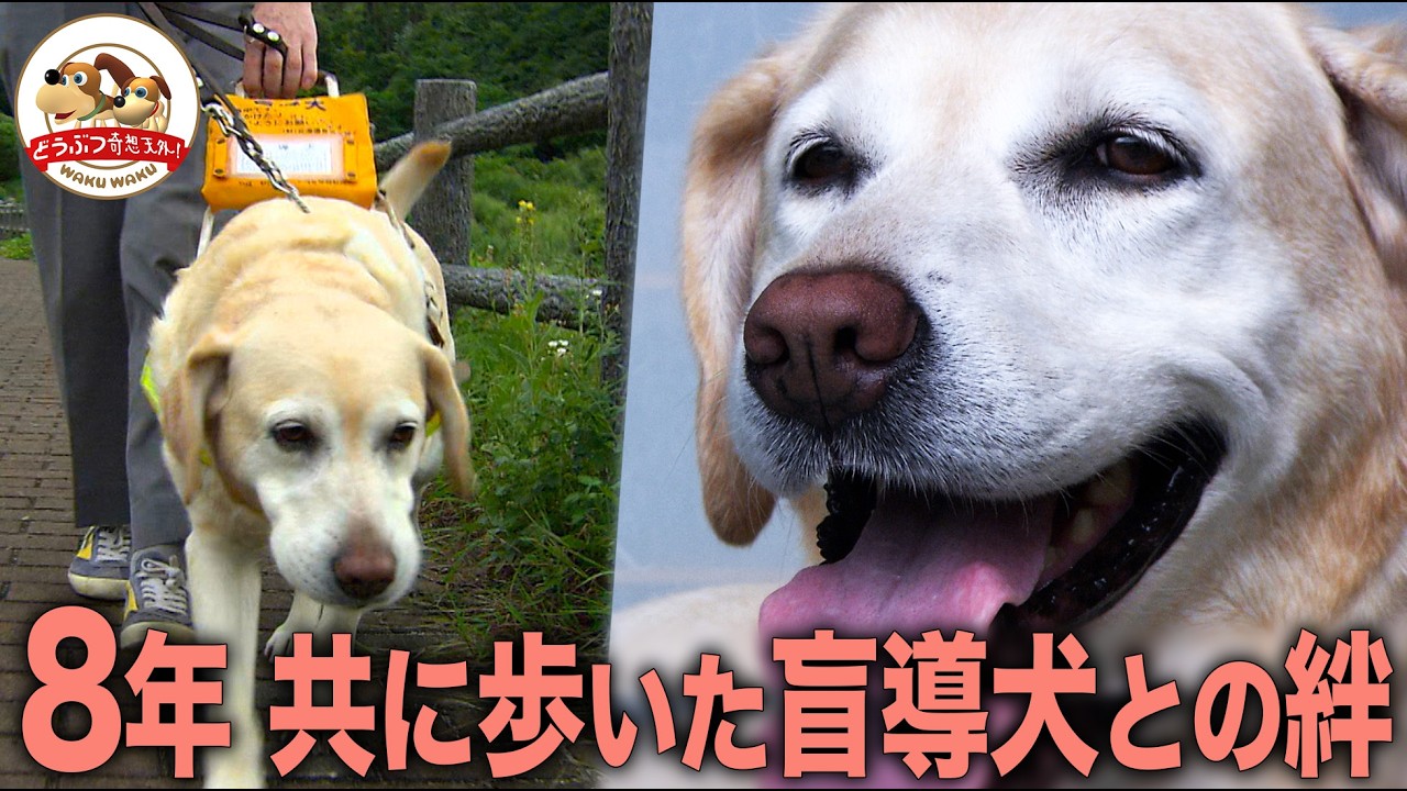 【ナレーション復刻版】８年共に歩いた盲導犬の引退の危機！まだ一緒に歩きたい…菊池さんとオペルの絆 盲導犬の卵 誕生の瞬間も【どうぶつ奇想天外／WAKUWAKU】