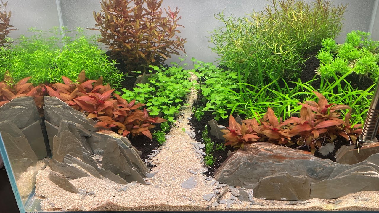 60CM Simple Aquascape.