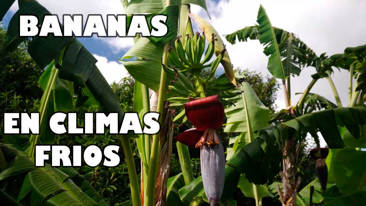 DESAFIANDO las HELADAS: C&oacute;mo Cultivar BANANAS en Climas Fr&iacute;os y Triunfar 🌡️🍌