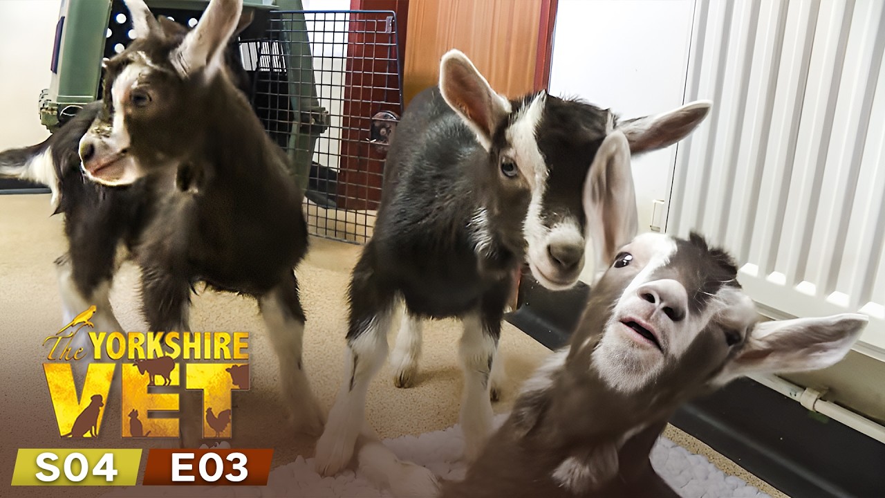 The Yorkshire Vet Season 4 Episode 3 | Full Episode