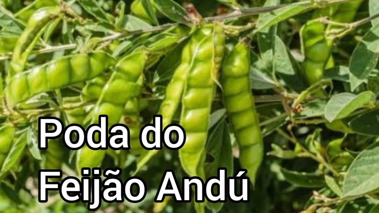 Realizando a poda dos pés de Feijão Andu / Guandu 🌱  #sertão #leguminosas #nordeste #feijao