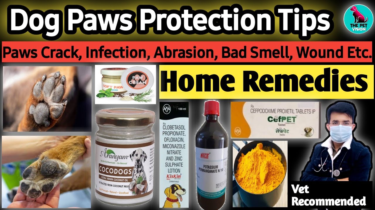 Dog Paws Protection Tips || घरेलू इलाज First Aid Treatment || Paws मे Crack, Abrasion, Infection etc