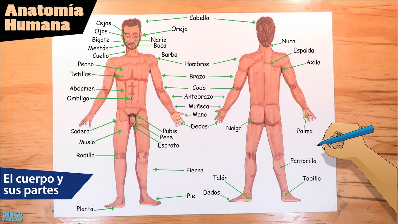 Cómo dibujar el cuerpo de un hombre y sus partes / Anatomía