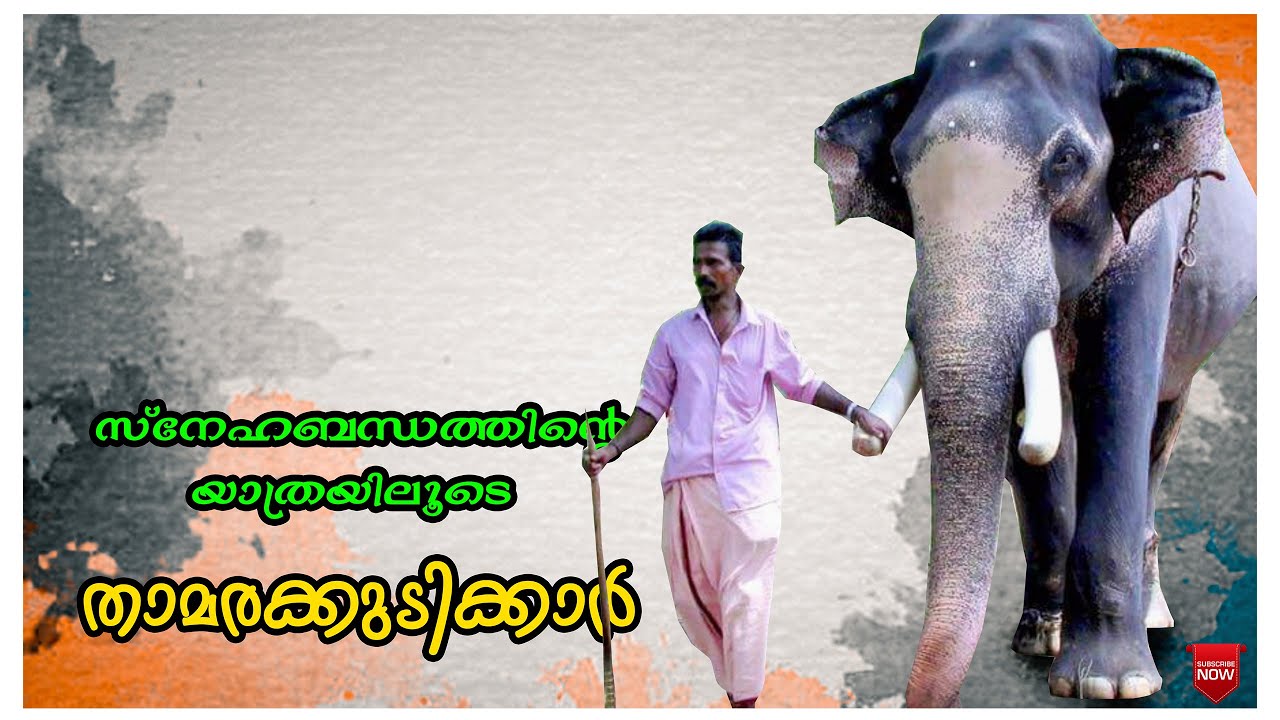 സ്നേഹബന്ധത്തിന്റെ  യാത്രയിലൂടെ  താമരക്കുടിക്കാർ  I LAST PART
