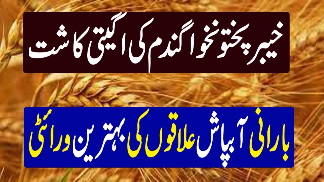 Wheat Sowing Time in KPK | Best Wheat Variety In KPK || KISSAN PAKISTAN
