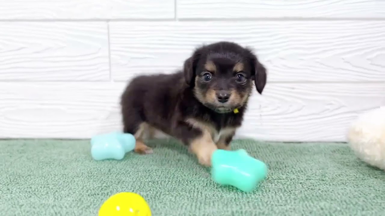 サリーちゃん黄