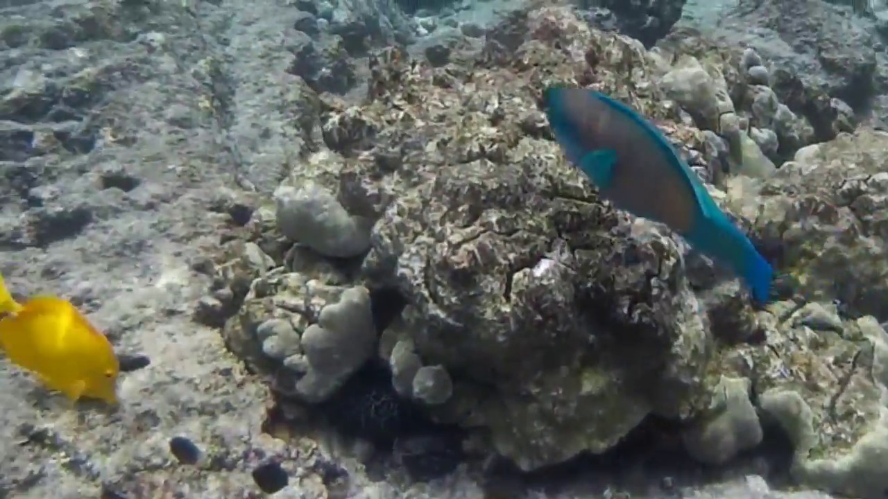 Footage: The Bullethead Parrotfish at Kealakekua Bay (Big Island, Hawaii)