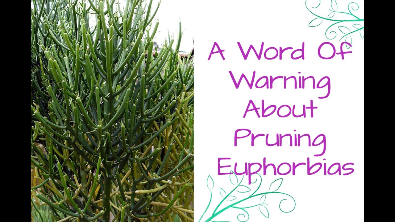 Heads Up: A Word Of Warning About Pruning Euphorbias / Joy Us Garden