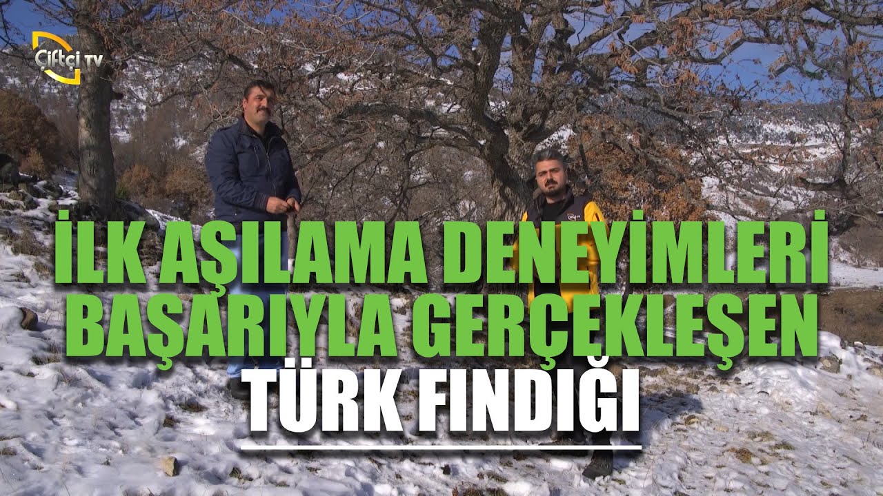 İlk Aşılama Deneyimleri Başarıyla Gerçekleşen Türk Fındığı - Derdimiz Fındık