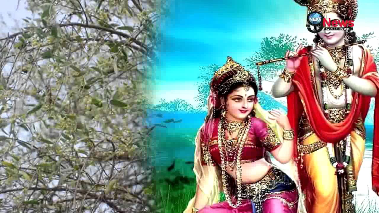 ब्रज के इस पेड़ से झड़ते हैं श्रीकृष्ण के बोए मोती | Holi Special: The Mysterious Moti Kund of Braj