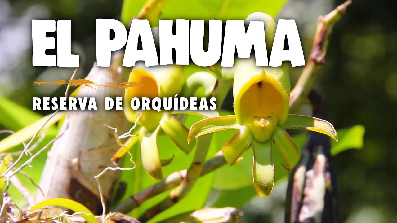 El Pahuma la segunda reserva de orquídeas más grande de Sudamérica