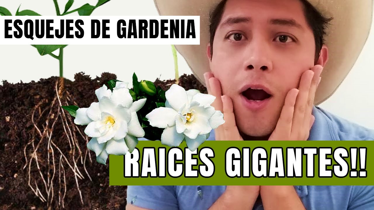 Gardenias como se reproducen  reproducir gardenias por esqueje CHUYITO JARDINERO