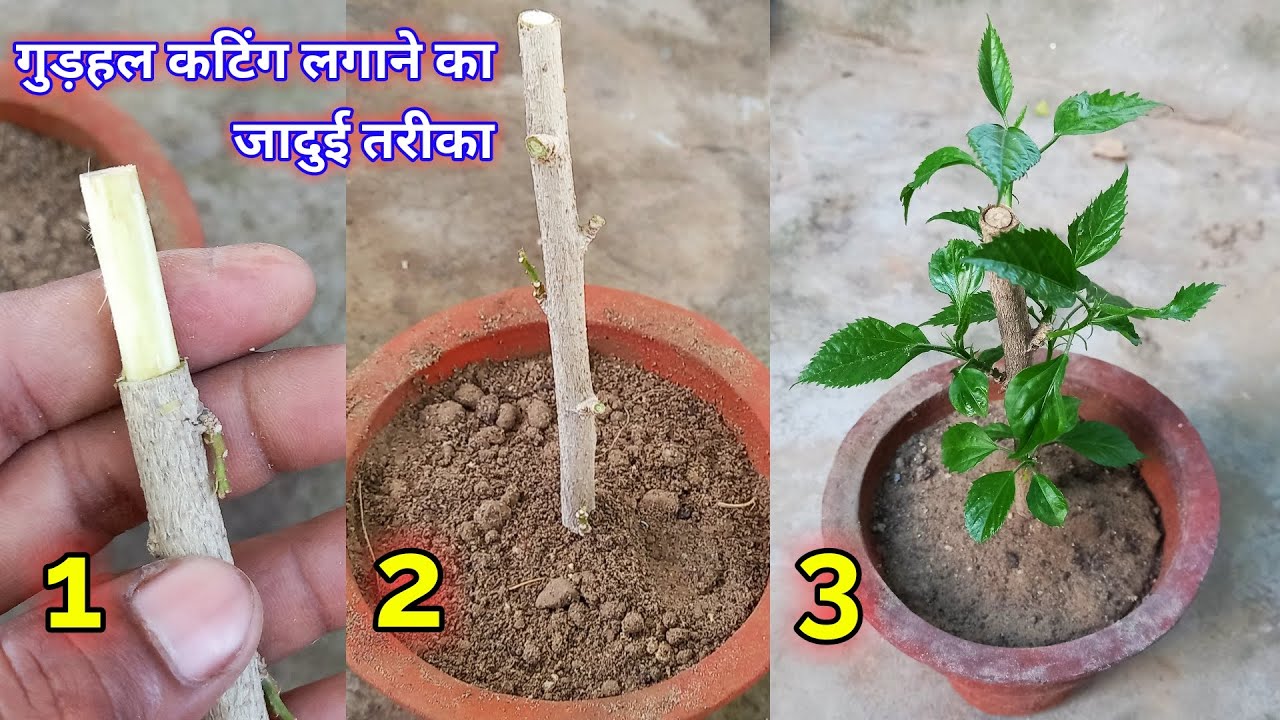 गुड़हल कटिंग लगाने का जादुई तरीका । gudhal cutting kaise lagaye / Hibiscus from Cuttings / Hiibiscus