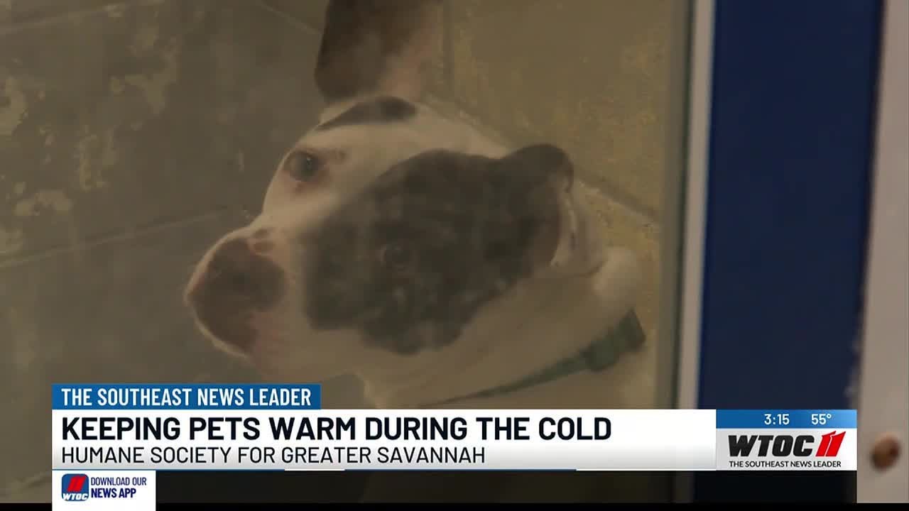 Tips to keep your pets warm as the temperature drops