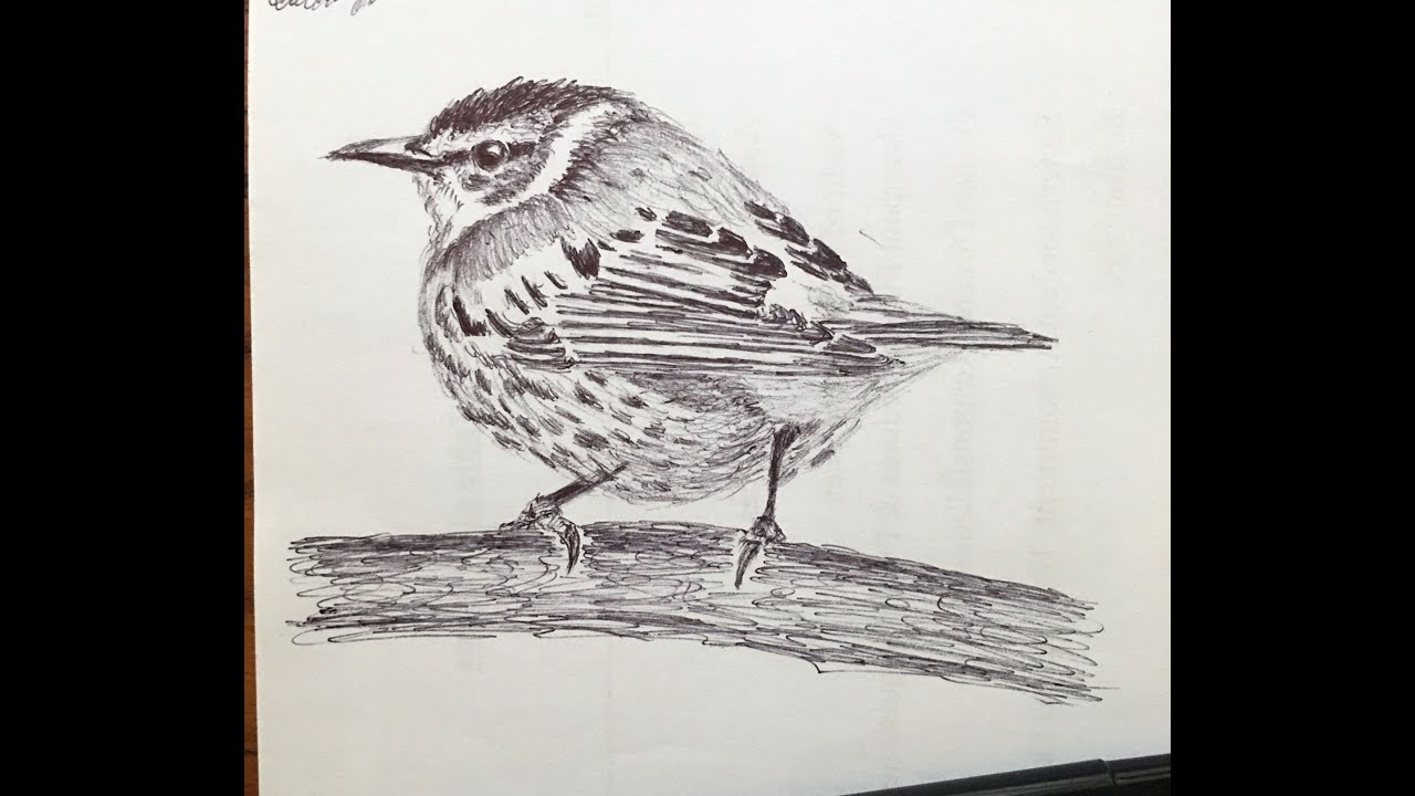 Cape May Warbler. How to draw a Cape May Warbler. Easy Line Drawing Sketch of a Cape May Warbler