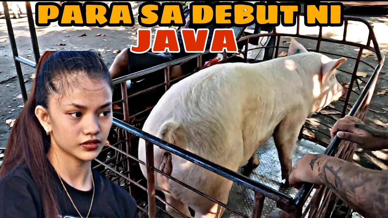 ANG BABOY NI JAVA
