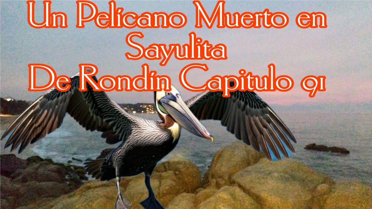 Encontramos un Pelícano desvivido en Sayulita De Rondín Capitulo 91