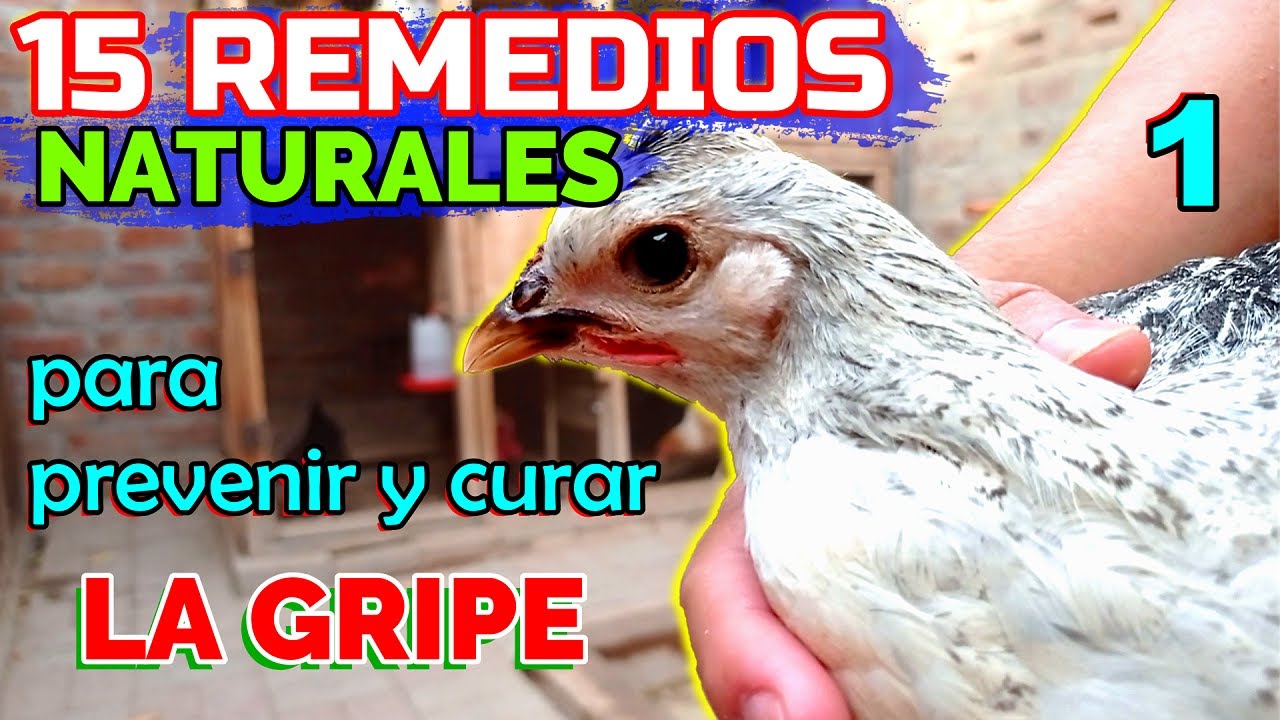 ▶ 5 Remedios muy usados para la gripe de tus POLLOS y GALLINAS 🐤🐔🐓 | 15 Remedios Naturales - PARTE 1