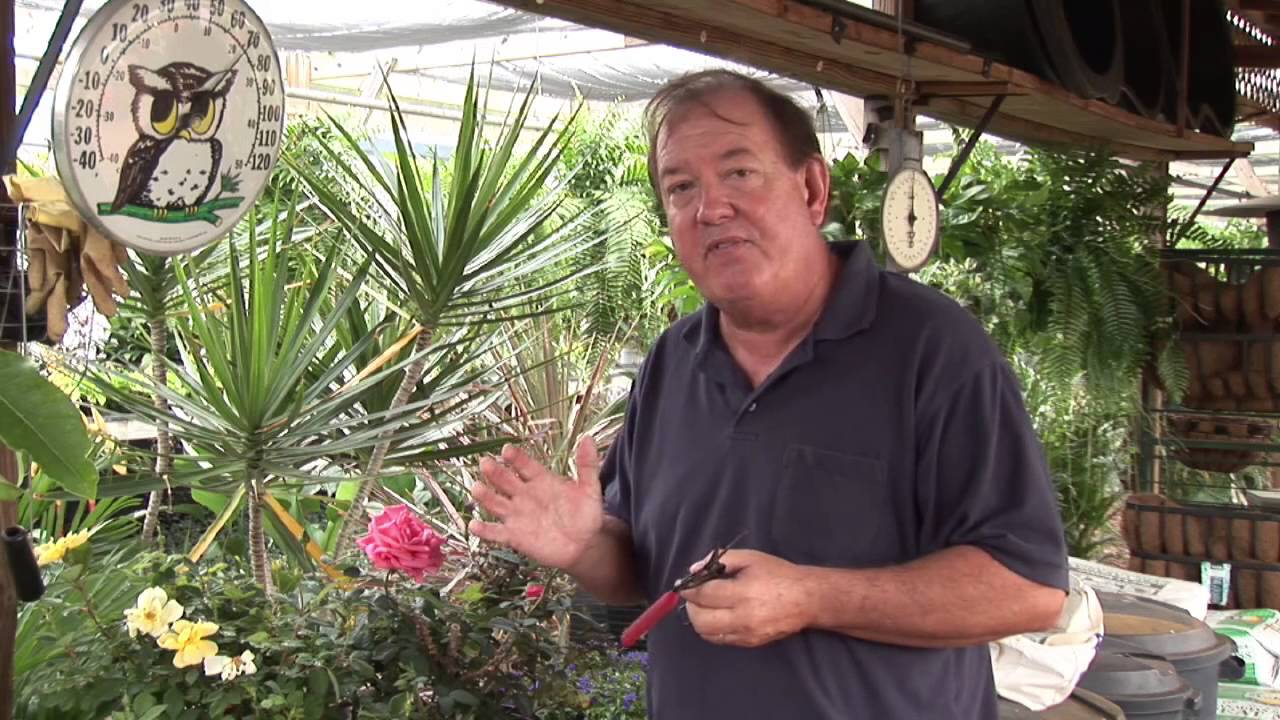 Growing Roses in the Subtropics
