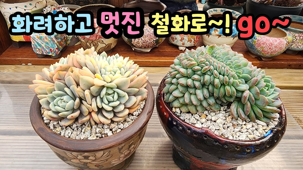 260206 거둥이아리엘금.제대로역인호박철화!철화가안풀리고멋지게자라주길~^^