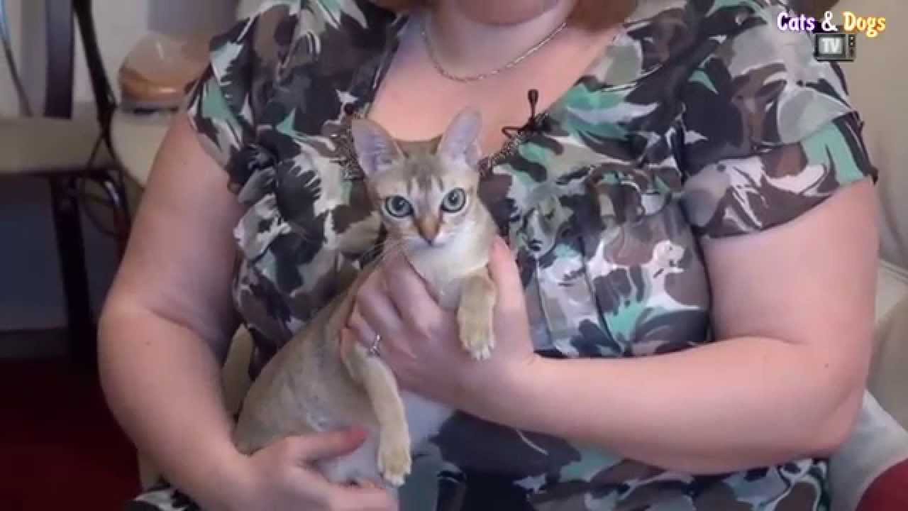 Cats&DogsTV - УДИВИТЕЛЬНЫЙ МИР КОШЕК - СИНГАПУРА / SINGAPURA CATS