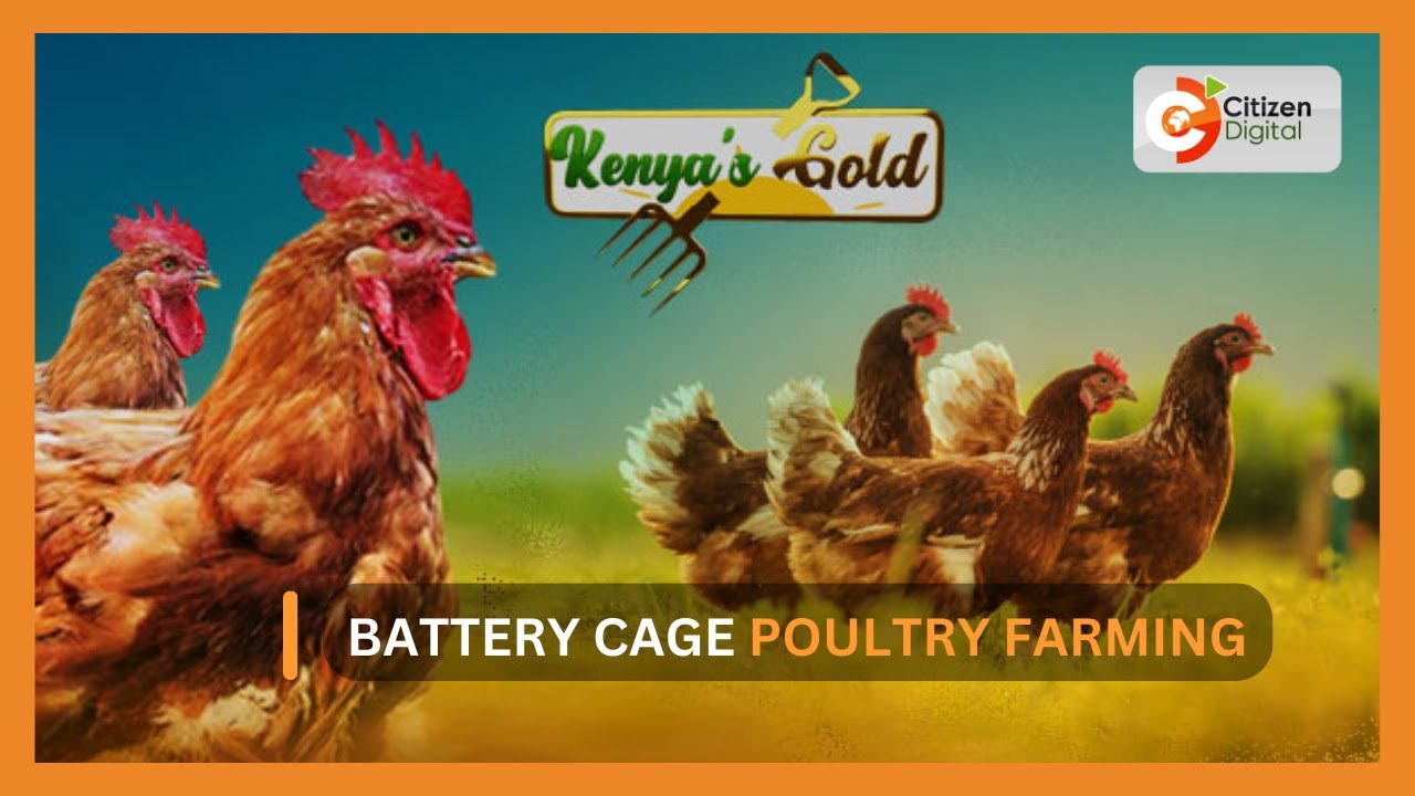 | Kenya’s Gold | Battery Cage Poultry Farming - Gold Feature